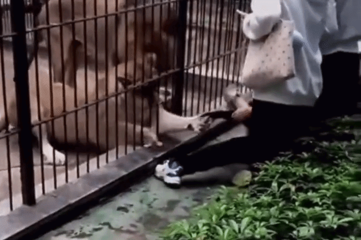 Khoảnh khắc bé gái bị sư tử vồ khi cho ăn ở vườn thú Trung Quốc - Báo VnExpress Du lịch