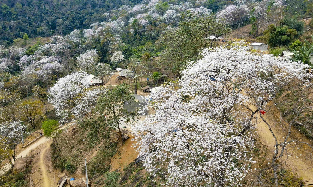 Hoa ban phủ trắng các tuyến đường ở Điện Biên
