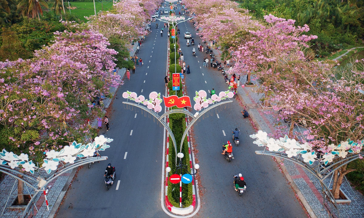 Khách đổ đến check in đường hoa kèn hồng đẹp nhất miền Tây