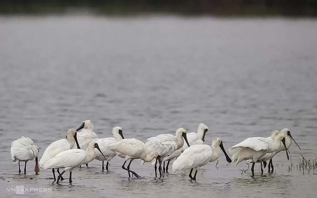 Phát triển du lịch sinh thái tại Vườn quốc gia Xuân Thủy