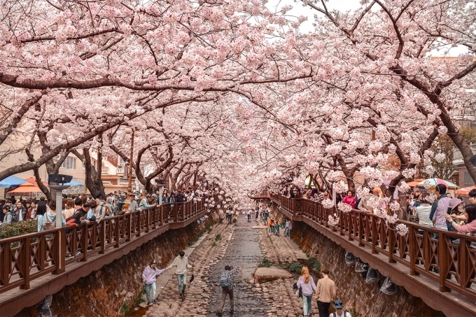 Lễ hội hoa anh đào Jinhae tại tỉnh Gyeongsangnam-do, một trong những lễ hội hoa lớn nhất Hàn Quốc. Ảnh: Envato