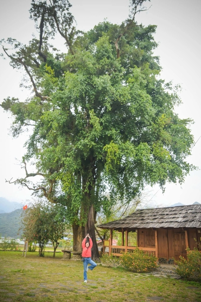 Cây đại thụ ở Nậm Nghiệp giúp du khách