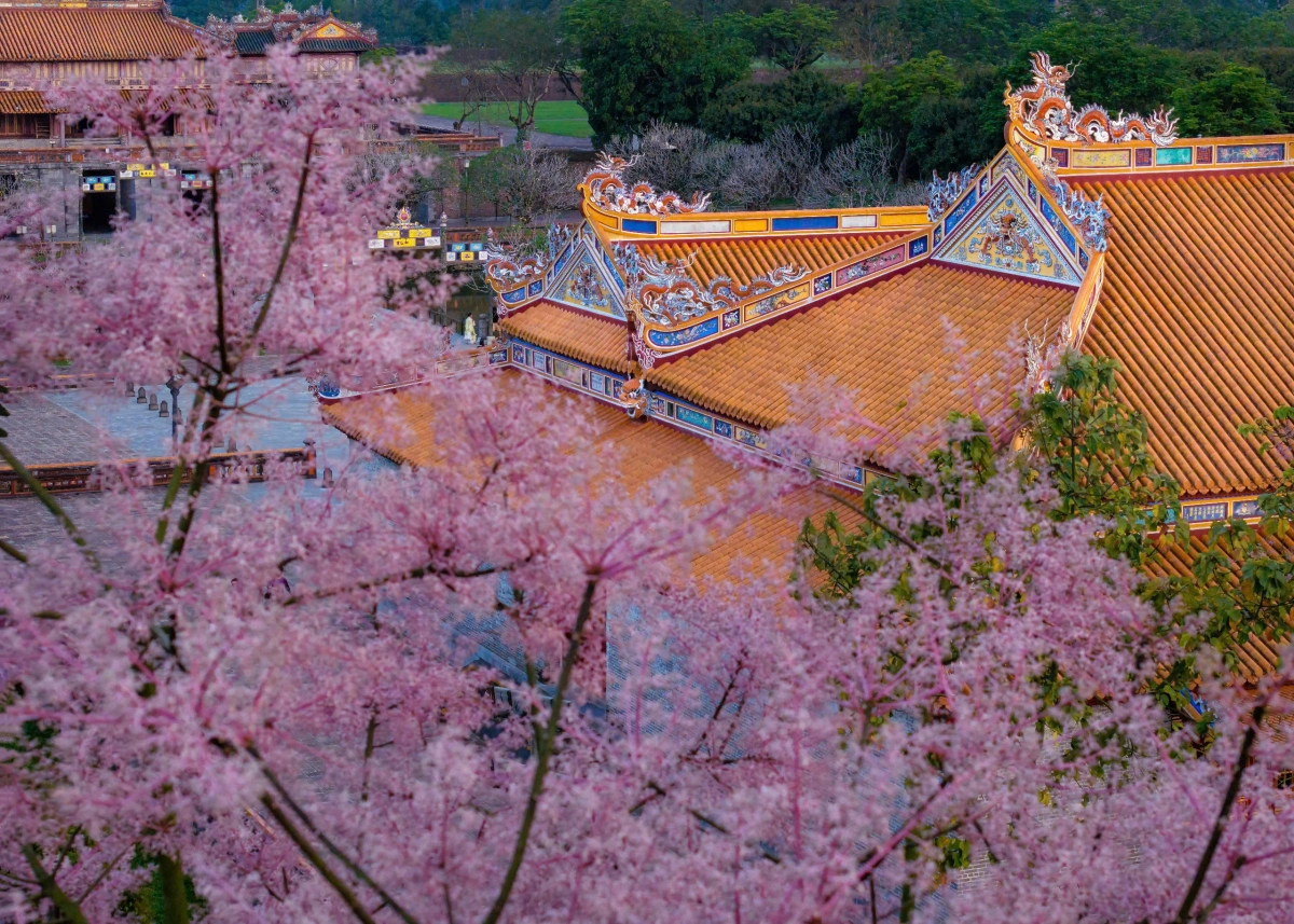 Hoa ngô đồng bung nở trong hoàng cung Huế