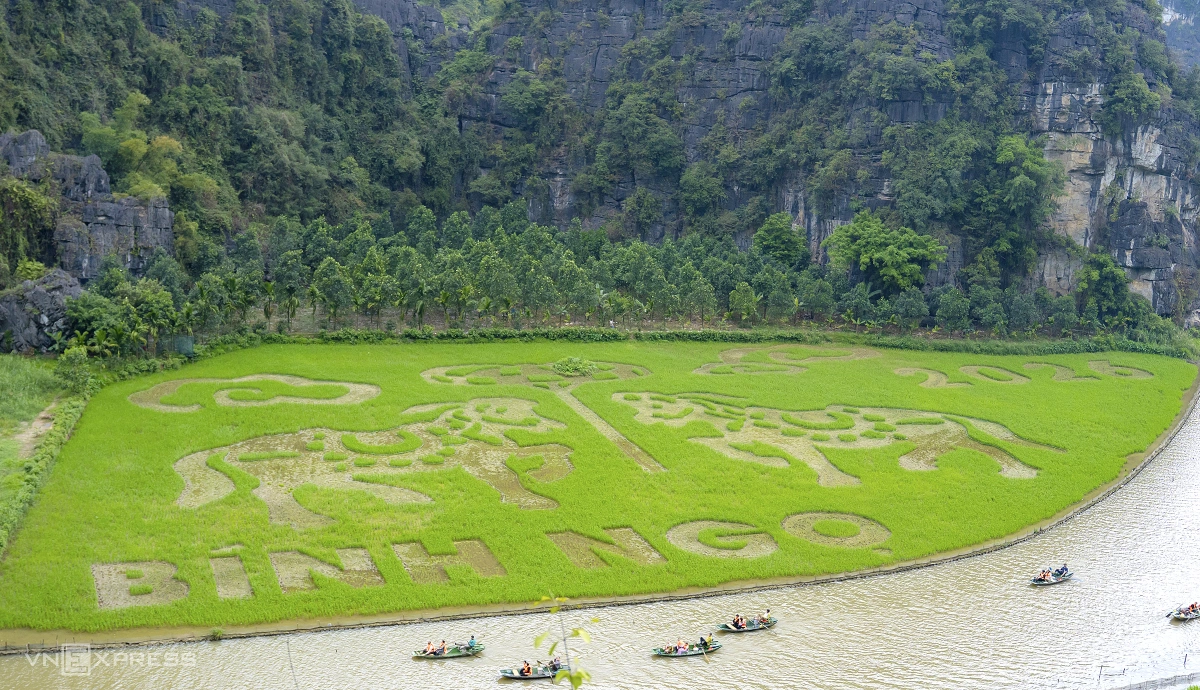 Tạo hình ngựa khổng lồ trên đồng lúa Tam Cốc