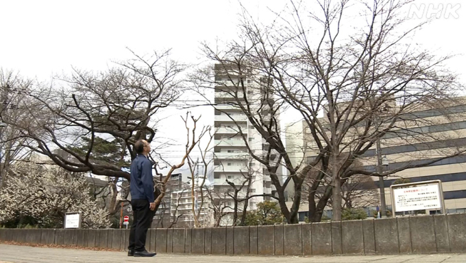 Cây hoa anh đào tiêu chuẩn mới của thành phố Sendai. Ảnh: NHK