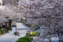 Hoa anh đào nhuộm hồng các tuyến đường ở Tokyo