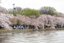 Hoa anh đào bung nở ở Washington
