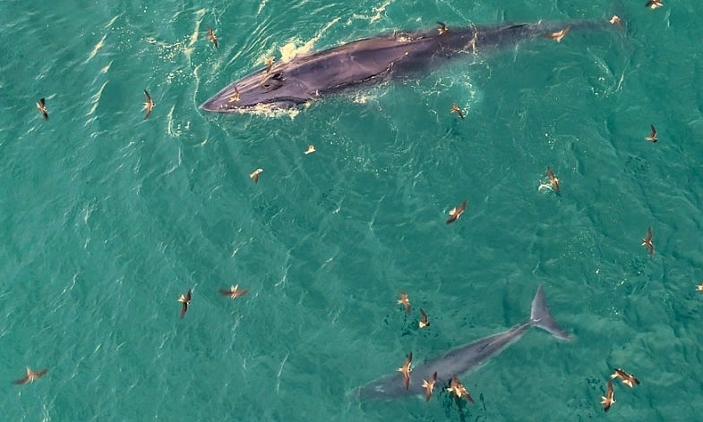 Định vị 'cá voi bơi trên biển Gia Lai' cho khách du lịch