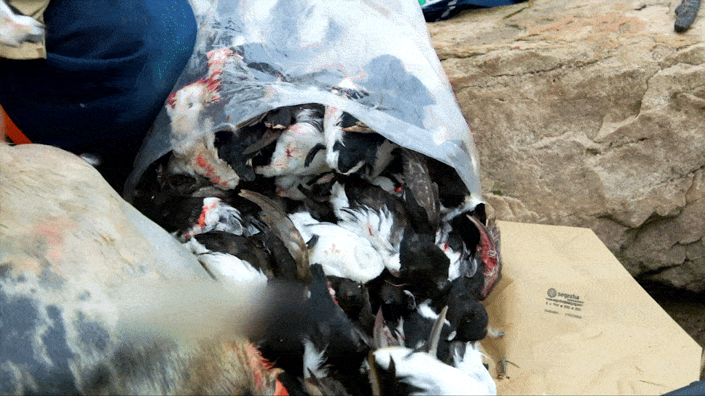 Món ăn 'thách thức' nhất thế giới được làm như thế nào?