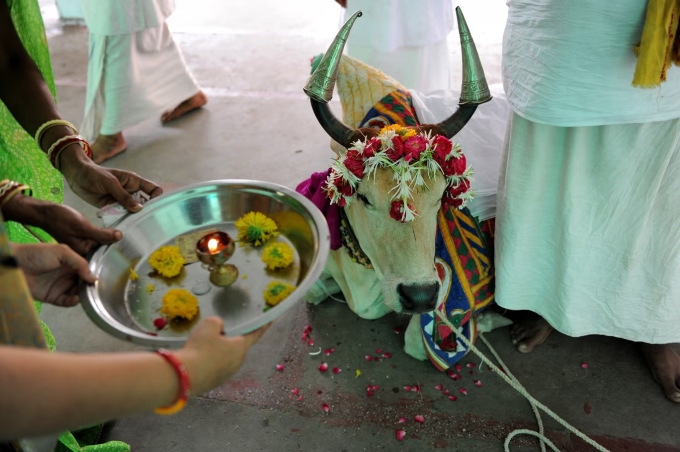 Các tín đồ làm lễ cầu phúc bên bò thiêng Ganga tại đền Lord Jagannath, Ahmedabad. Ảnh: AFP