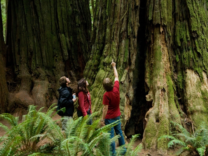 Du khách tham quan Công viên Quốc gia và bang Redwood. Ảnh: Visit National Park
