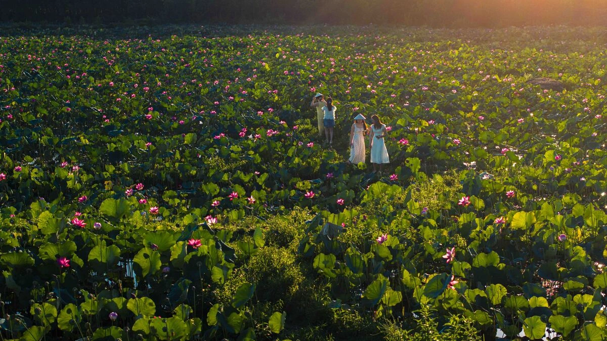 Sen nở rộ ngoại ô Đà Nẵng