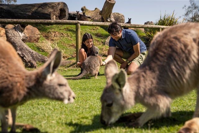 Tương tác trực tiếp với Kangaroos và các loài thú đặc trưng của Australia tại công viên động vật hoang dã Oakvale. 171010-2-1789529295-2912-1789532003.jpg