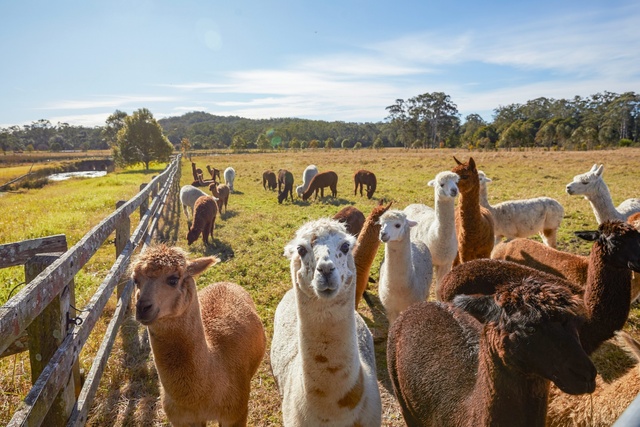 Gặp gỡ và chụp ảnh cùng những chú lạc đà alpaca đáng yêu tại Iris Lodge. 195654-2-1789529294-5509-1789532003.jpg