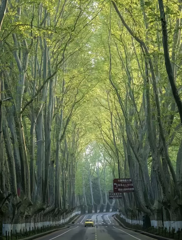 Ngô đồng mùa xuân. Ảnh: Trip ngodong1-1790833198-1790833288.webp